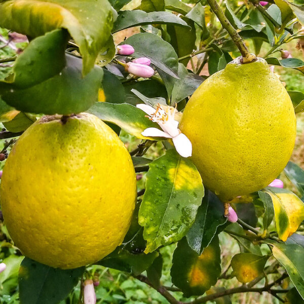 Limoni