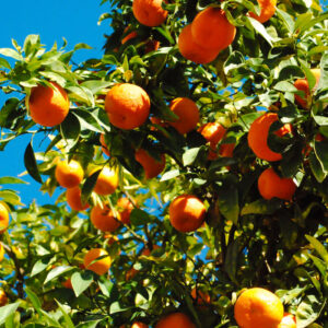 mandarini-comuni