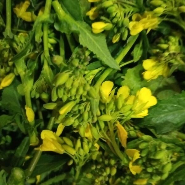 Pesto di “Petrhulàfani” (Sinapis Arvensis) - 180 g