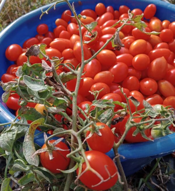 Salsa di pomodoro con pomodorini interi 750 g